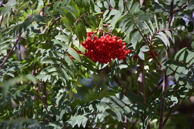 Baies rouges sur un arbre au feuillage vert dans le parc national d'Arrayanes San Carlos de Bariloche