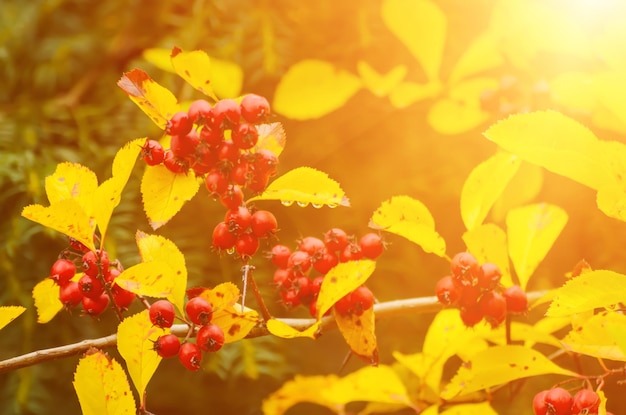 Baies rouges d'aubépine dans la nature automne fond ensoleillé vintage saisonnier