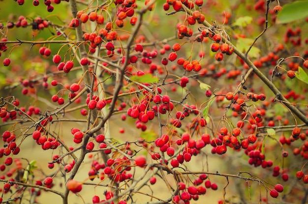 Baies rouges d'aubépine dans la nature, fond vintage saisonnier d'automne