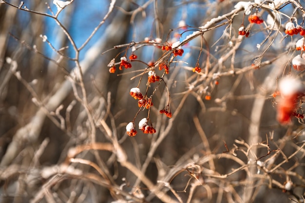 Baies rouges sur une branche recouverte de neige et de glace Incroyable fond d'hiver naturel