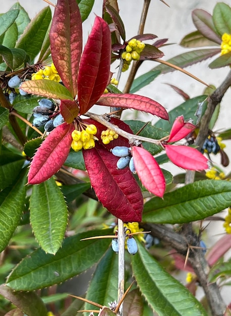 baies rouges sur une branche