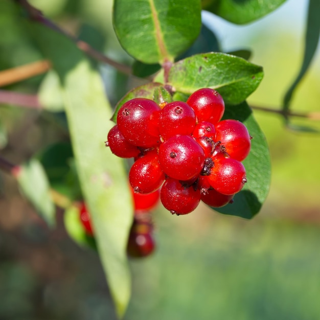 des baies rouges sur une branche