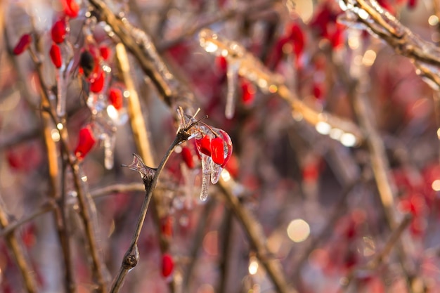 Baies rouges, branches et tiges de buissons dans la glace en hiver dans la forêt