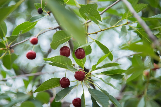 Baies rouges de cerise sauvage sur un arbre entouré de feuilles vertes