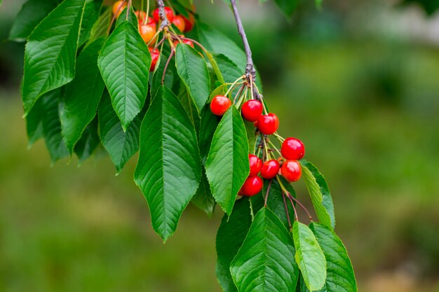 Baies rouges cerises douces sur une branche d'arbre se bouchent.