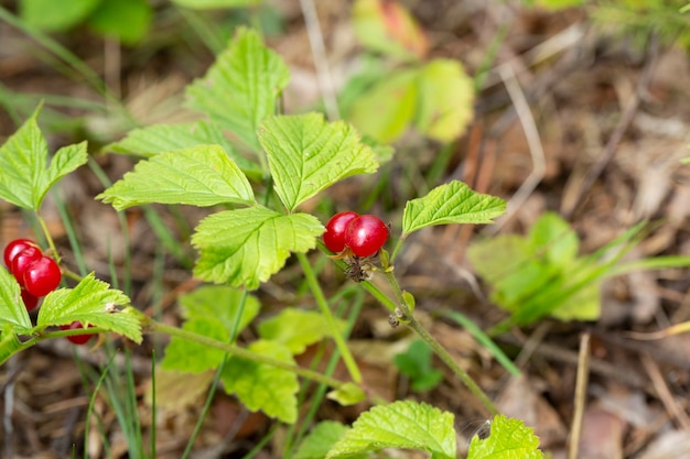 Baies rouges comestibles dans la forêt sur un buisson, rubus saxatilis. Baies utiles au goût délicat de grenade sur une branche