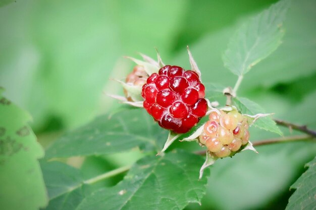 Baies rouges en été