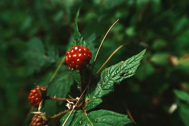 Baies rouges et feuilles vertes