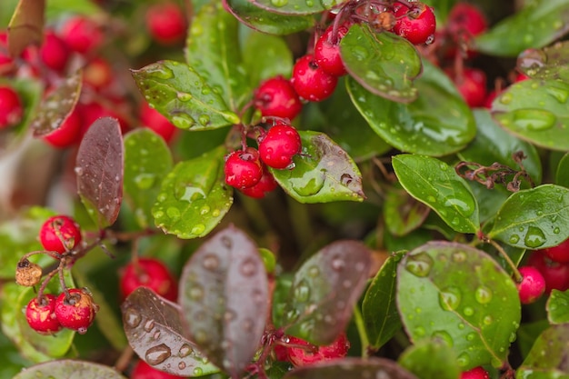 Baies rouges fraîches de Wintergreen avec des gouttes de pluie