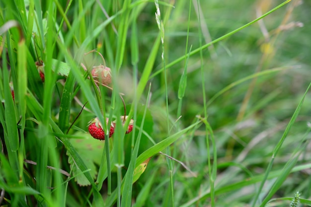 baies rouges de fraise des bois dans l'herbe verte isolée, macro