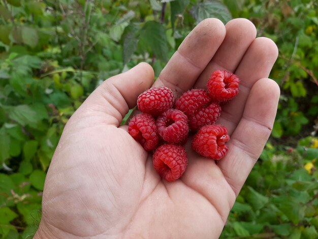 Baies rouges de framboise en main.