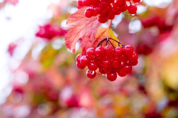 Baies rouges humides de viorne sur le buisson Buisson de viorne aux baies