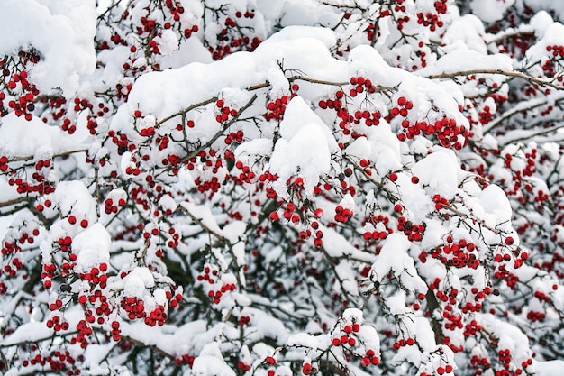 Les baies rouges mûres de rowan couvertes de neige