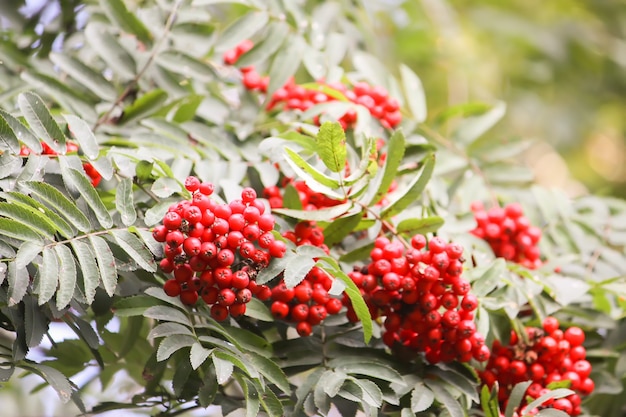 Baies rouges mûres de Rowan se bouchent