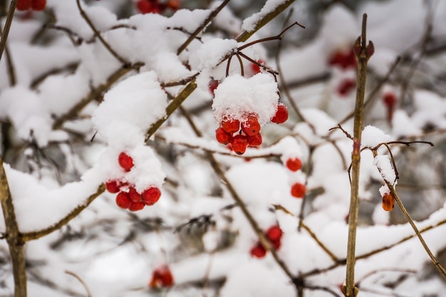 Baies rouges neigeuses