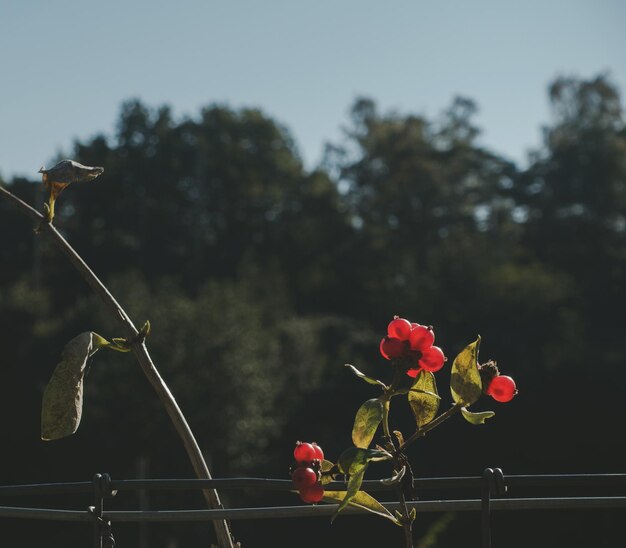 Photo baies rouges sur la plante