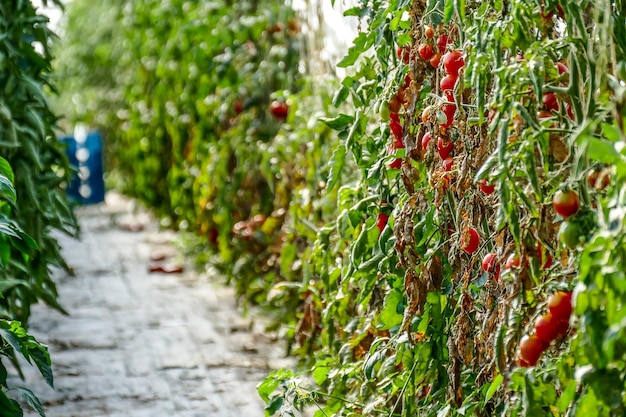 Photo des baies rouges qui poussent sur les arbres