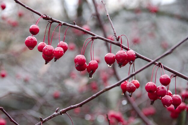 Photo des baies rouges qui poussent sur les arbres