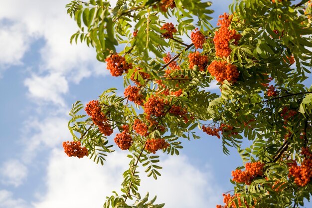 Baies rouges de Rowan sur les arbres à l'automne de l'année, changements dans les arbres et sur la nature