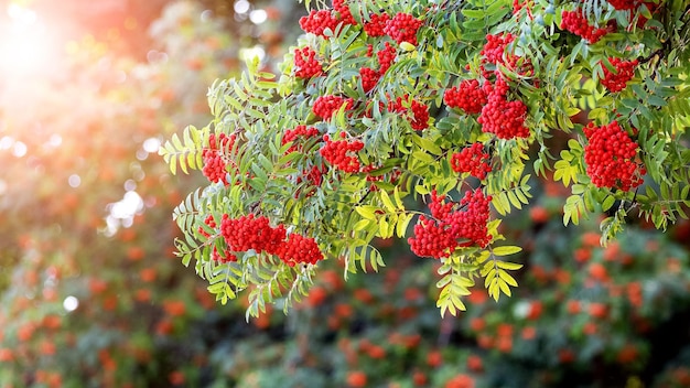 Baies rouges de rowan en été sur un arbre