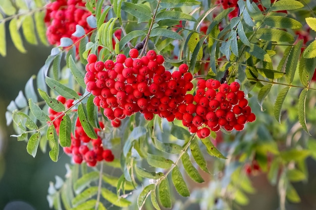 Baies rouges de rowan en été sur un arbre