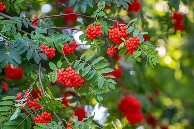 Baies rouges de rowan en été sur un arbre