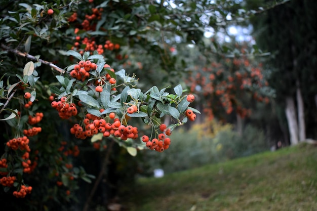 Baies rouges de rowan.