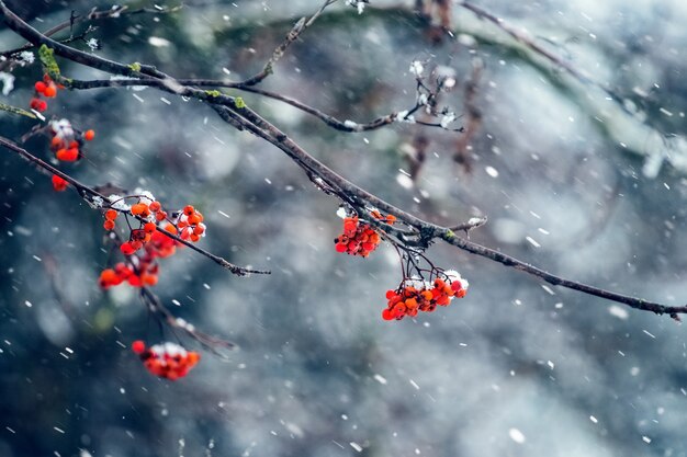 Baies rouges de sorbier sur un arbre lors d'une chute de neige