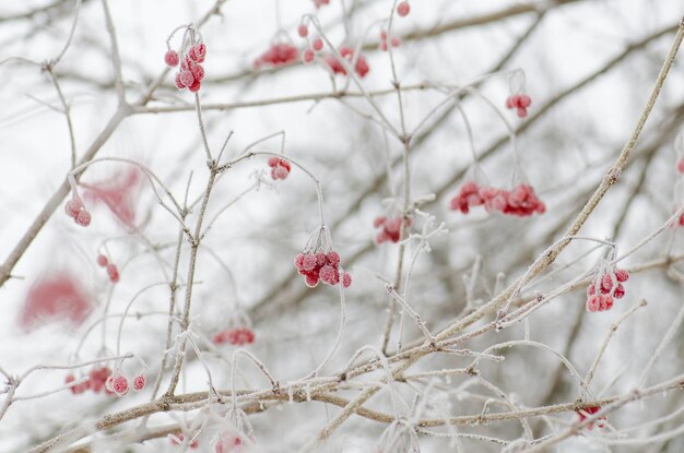 Baies rouges de Viburnum Guelder rose pompon rouge