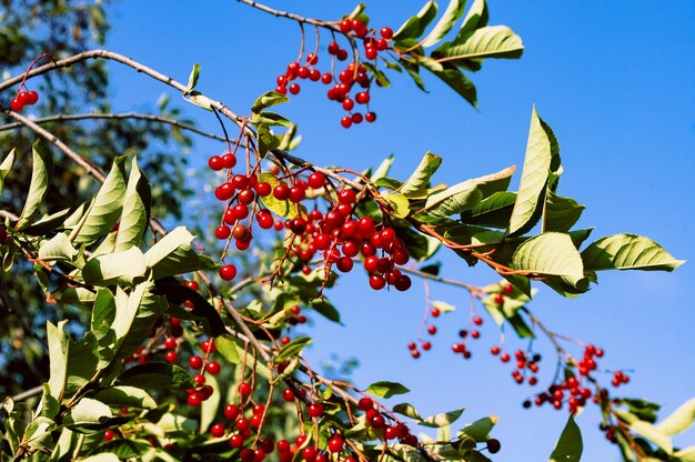 Photo des baies rouges vifs sur une branche avec des feuilles vertes contre un ciel bleu clair