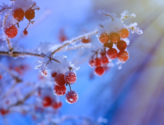 Baies rouges de viorne avec givre sur les branches . fermer