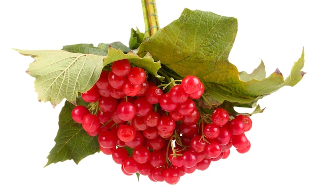 Baies rouges de viorne isolated on white