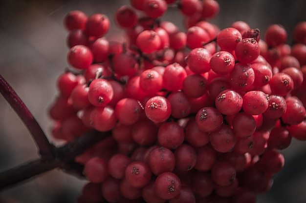 Baies rouges de viorne en macro avec bokeh