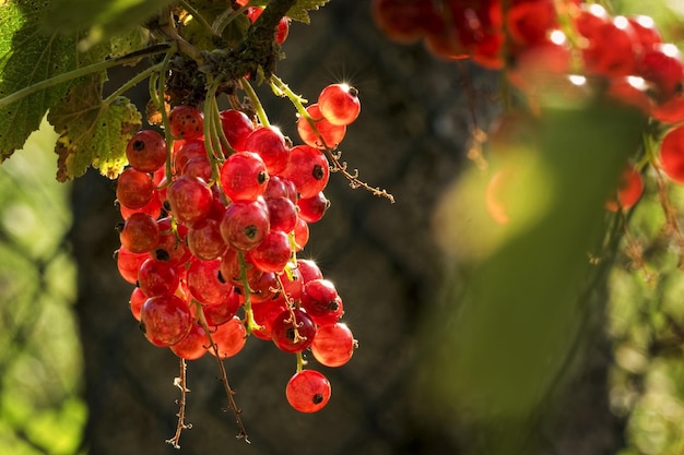 Photo baies rouges de viorne