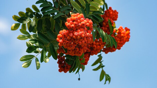 baies de rowan lumineuses sur une branche