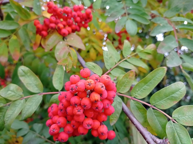 Baies de rowan mûres rouge vif sur une branche d'arbre dans le jardin par une journée ensoleillée