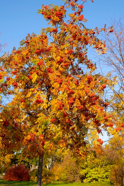 Baies de rowan rouge sur un arbre d'automne Branches de rowan avec des feuilles et des baies rouges