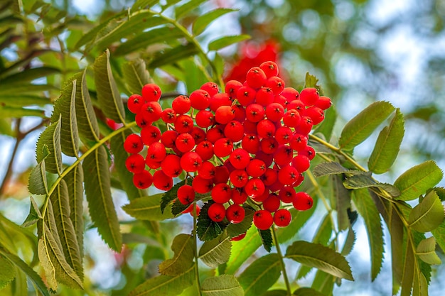 Photo les baies de rowan rouge sur une branche d'arbre avec des feuilles vertes dans la nature sorbus aucuparia