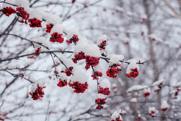 Baies de rowan rouge couvertes de neige sur les branches