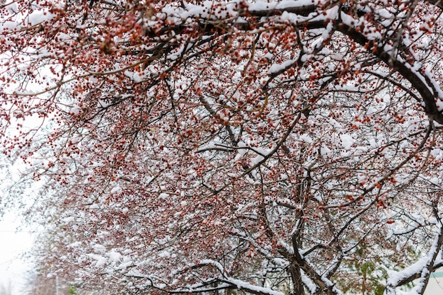 Baies de sorbier congelées sur des branches couvertes de neige. Première neige. Paysage d'hiver.