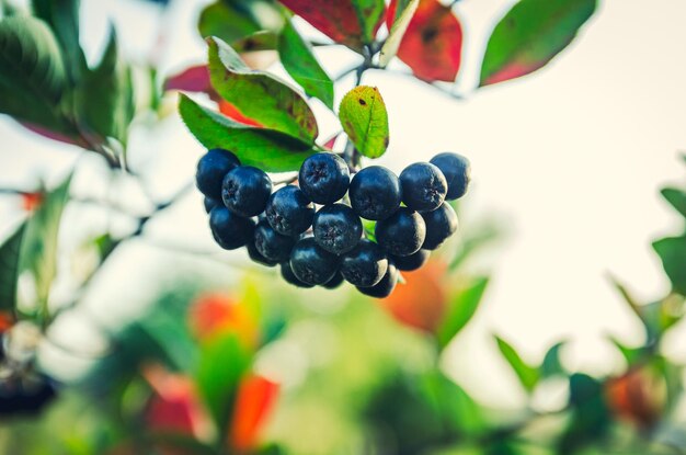 baies de sorbier à fruits noirs sur une branche