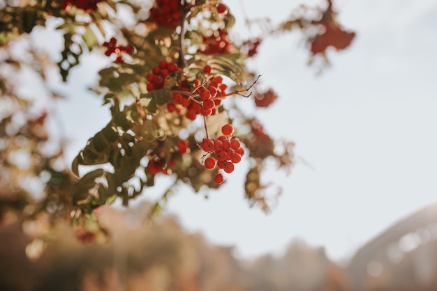 Baies de sorbier rouge sur une branche. Paysage d'automne