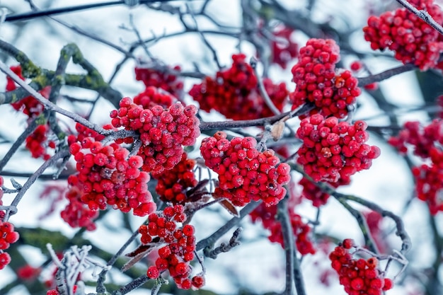 Baies de sorbier rouge couvertes de givre sur un arbre en hiver