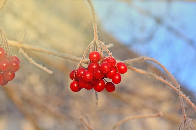 Baies de Viburnum en plein air. Branche de Viorne