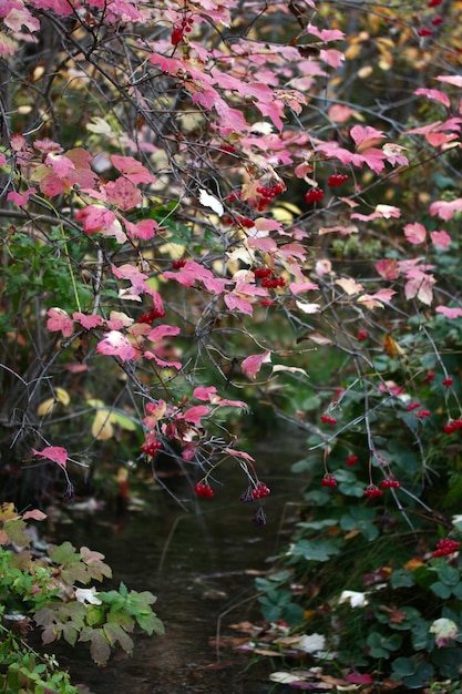 Baies de viorne sur les buissons en automne Gilaburu