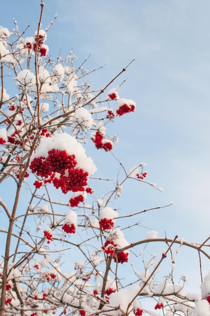 Baies de viorne dans la neige sur fond de ciel bleu avec une place pour le texte