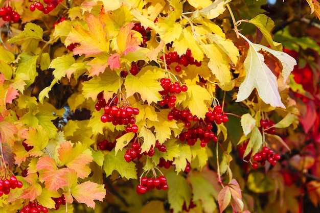 Baies de viorne mûres rouges avec des feuilles jaunes en arrière-plan d'automne