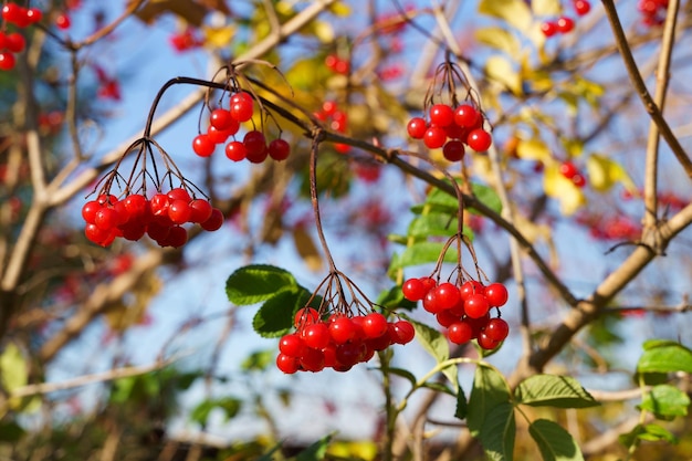 Baies de viorne rouges sur une branche dans le jardin à l'extérieur