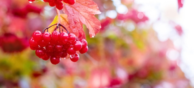 Baies de viorne rouges humides sur un buisson sur un panorama d'arrière-plan flou