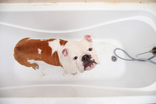 Baignade du bulldog anglais